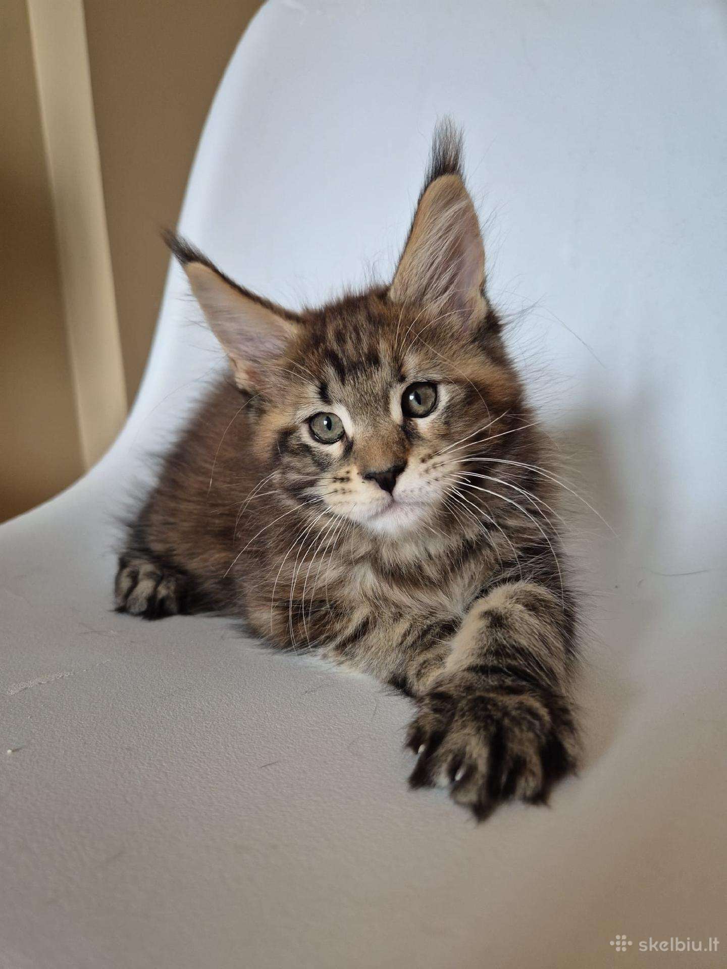 Mainecoon female
