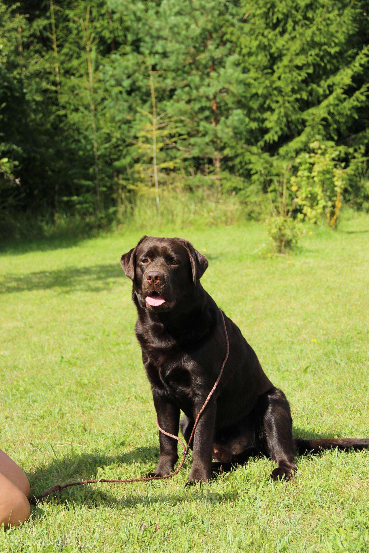 Labradoro retriveris reproduktorius