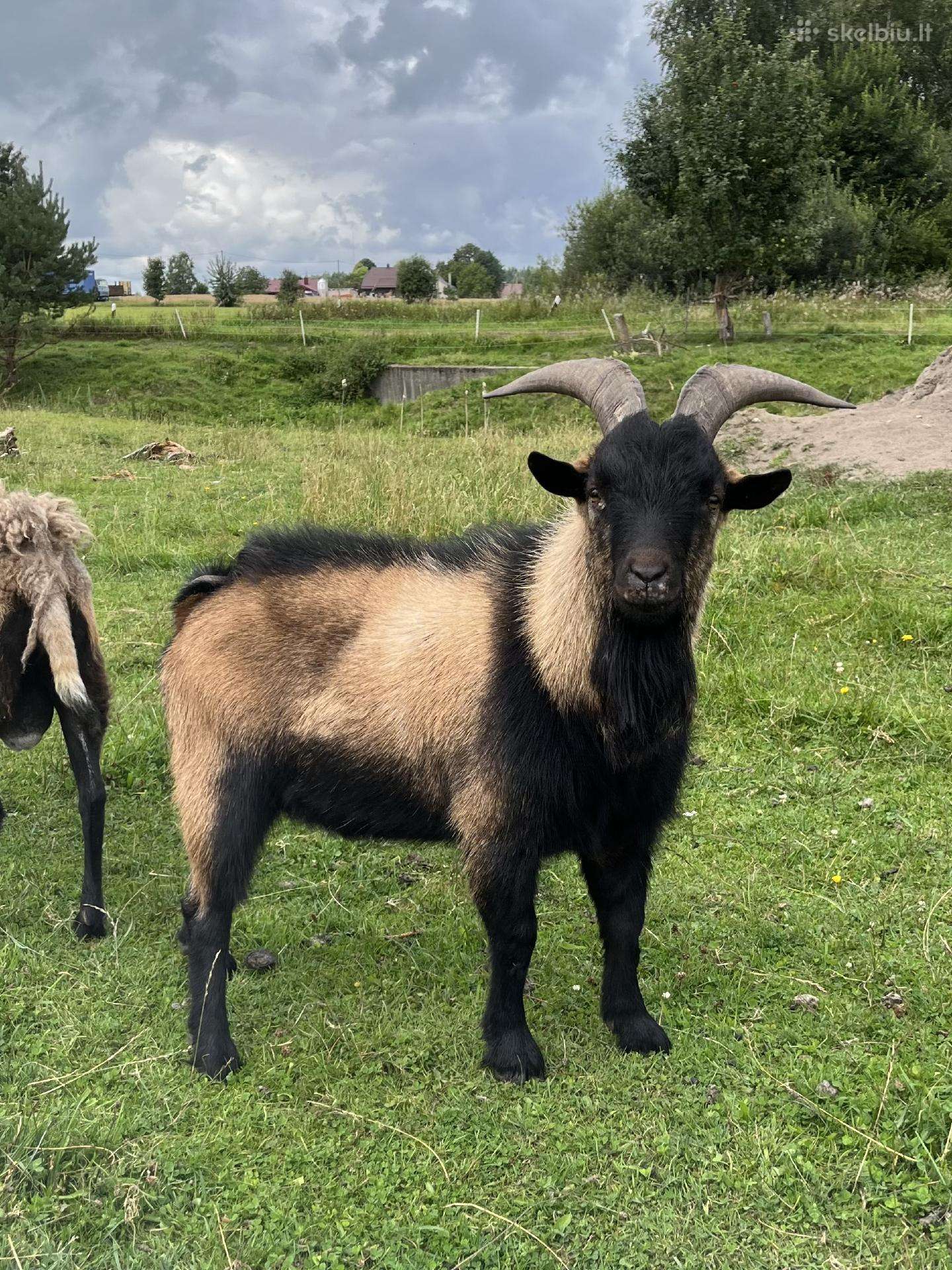 Jaunas mini ožys