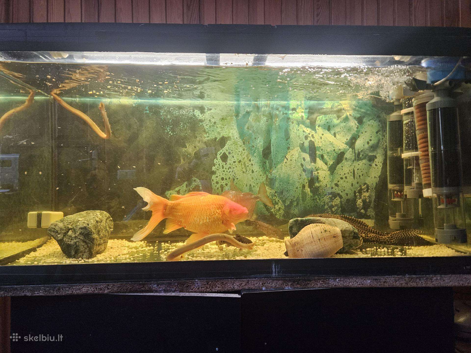 Akvariumas