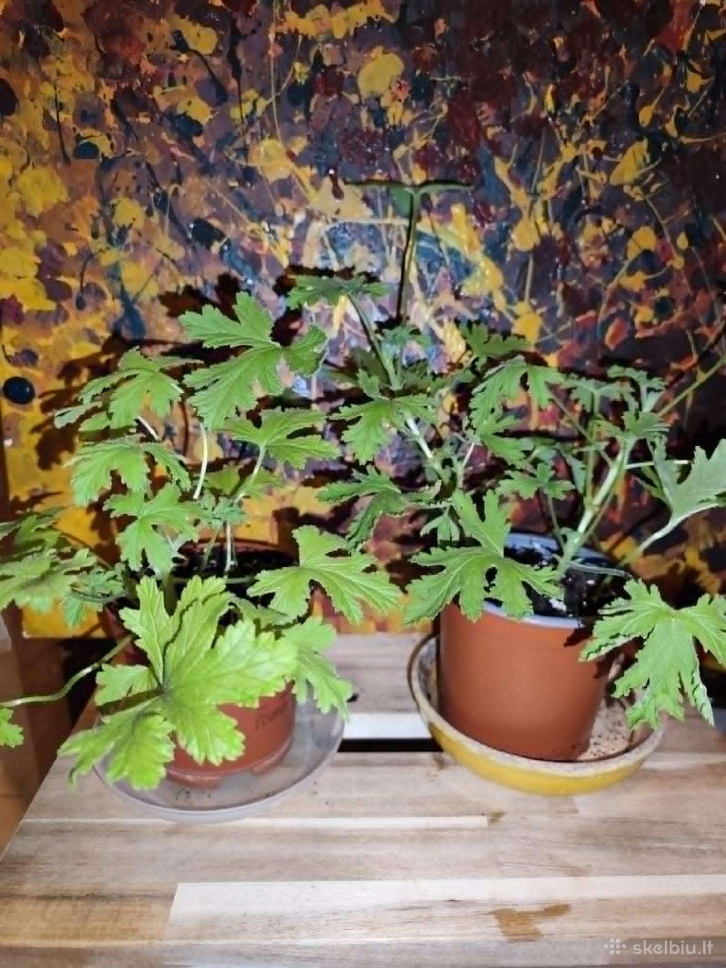 Jeronimas (kvapioji pelargonija)