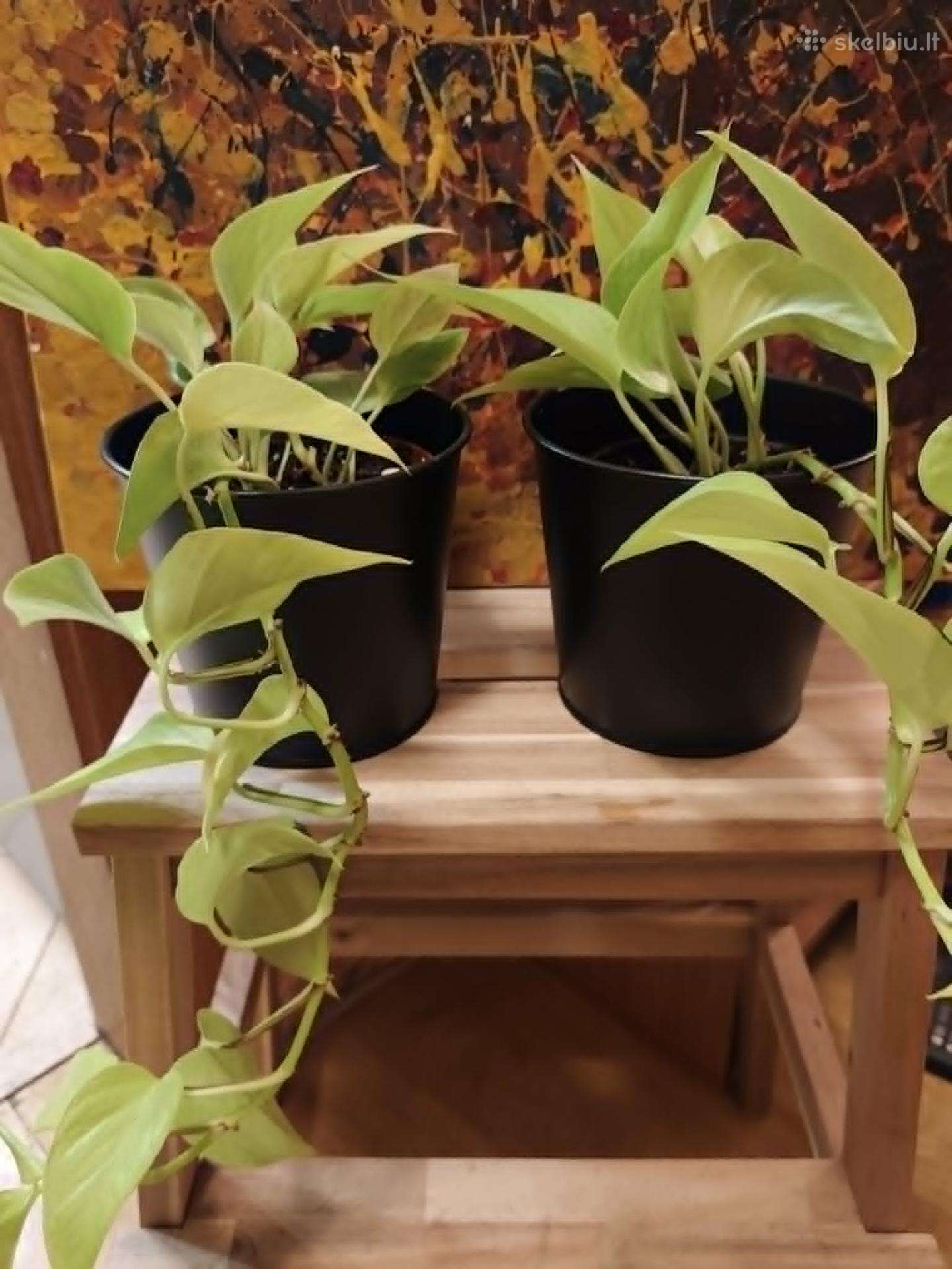 Auksinis skindapas (Epipremnum aureum) Neon