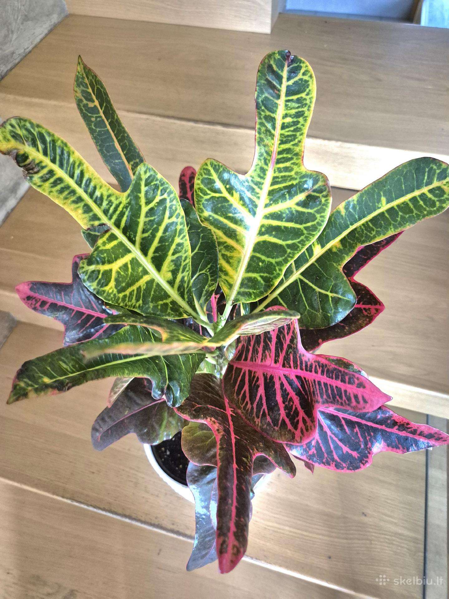 Kambarine gele"codiaeum".