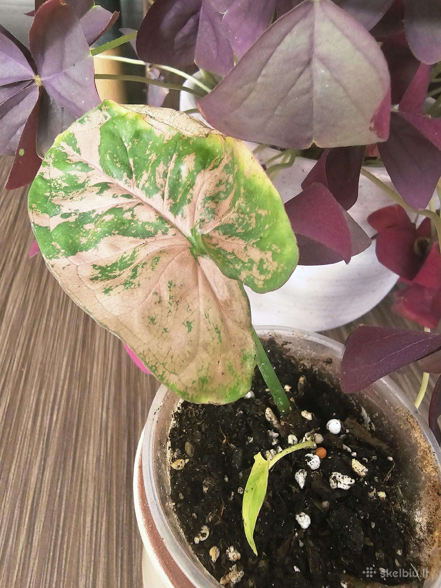 Syngonium pink alliusion