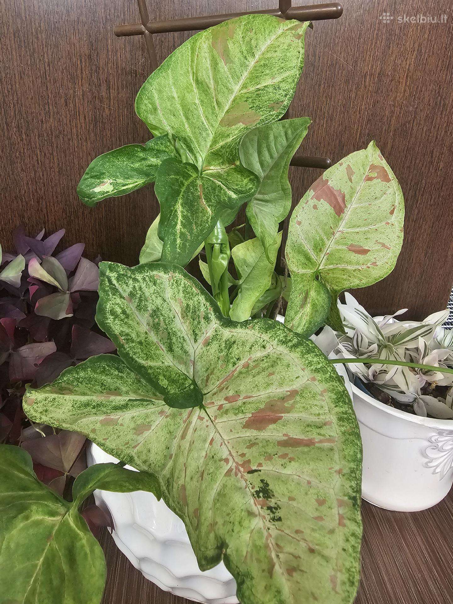 Syngonium conffeti trocolor