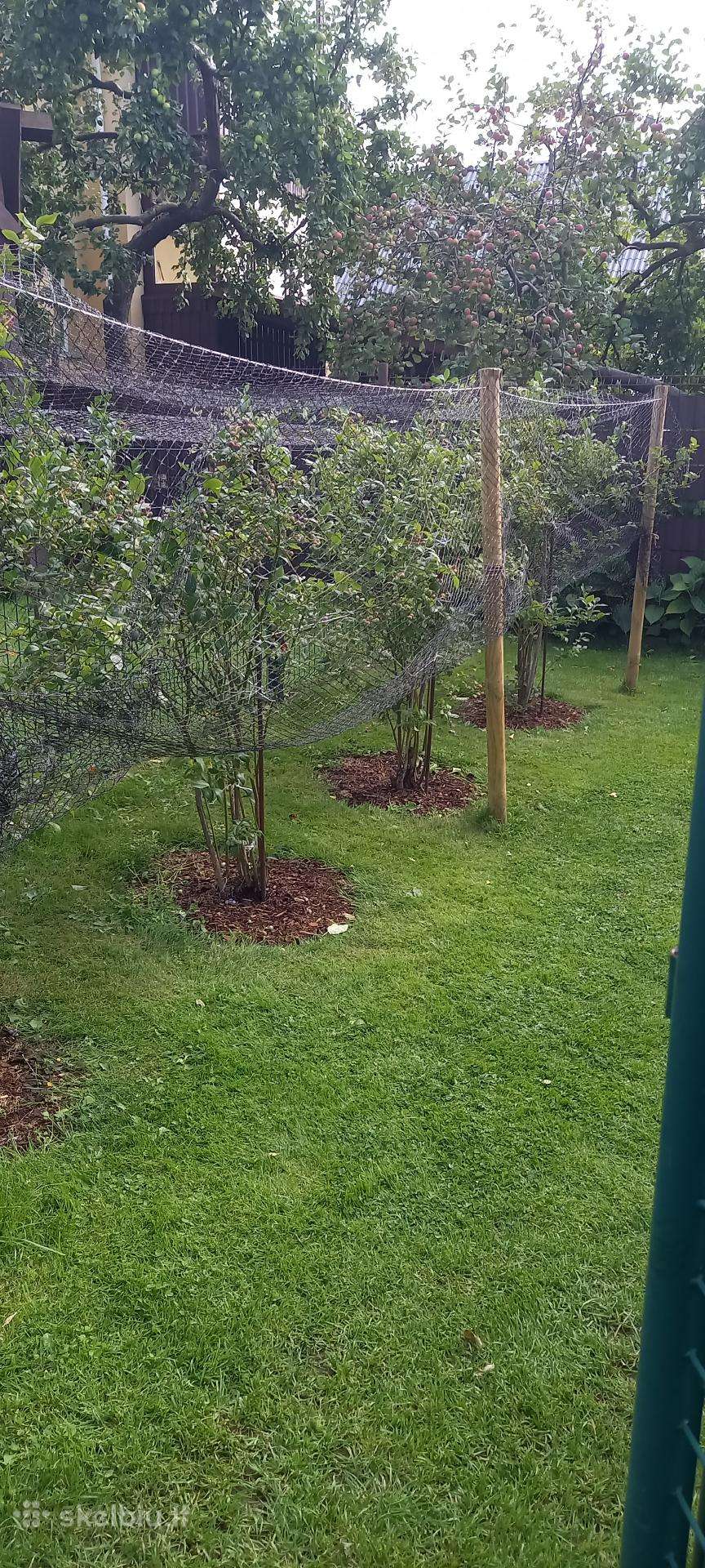Šilauogių krūmai