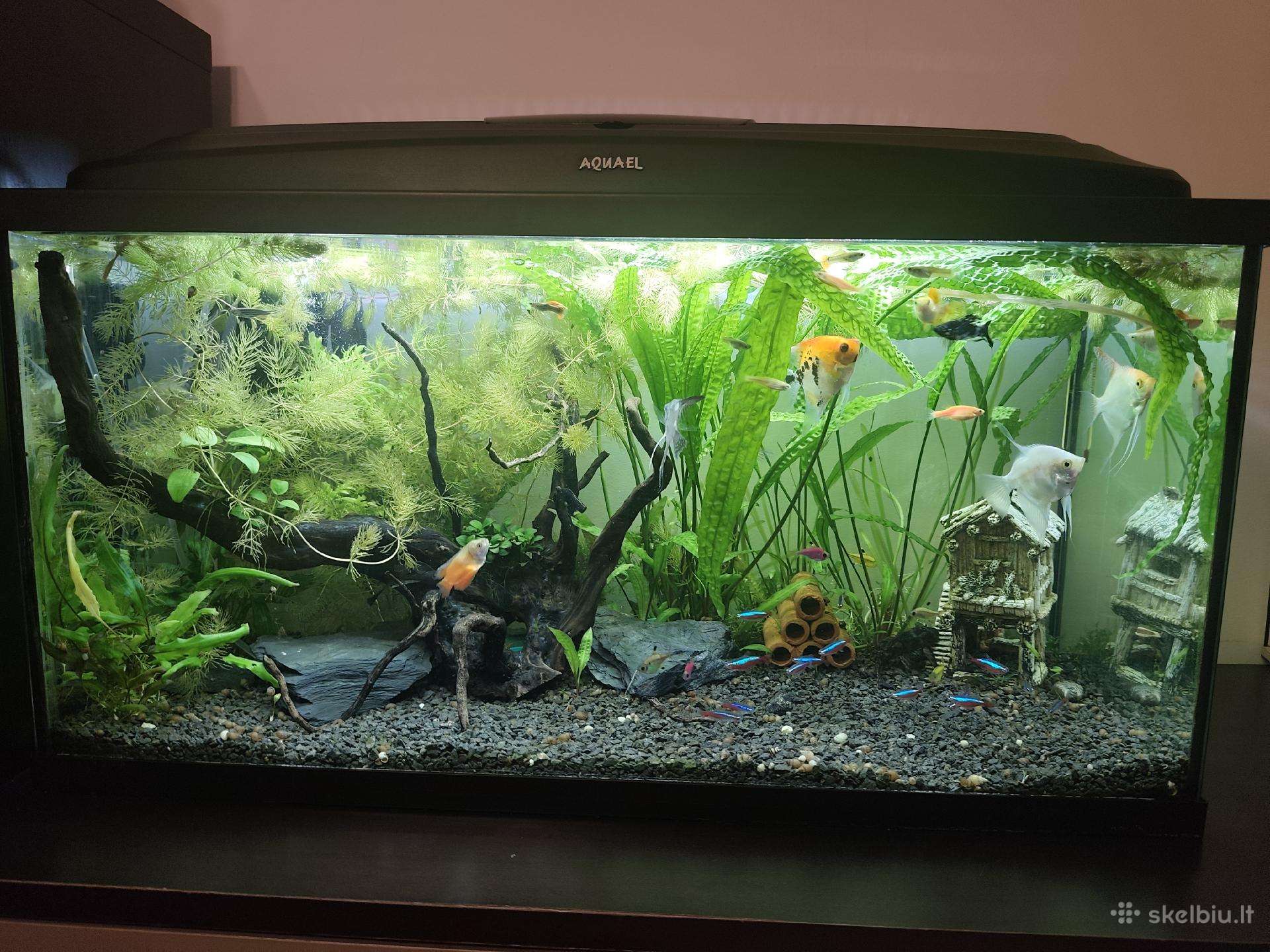 Akvariumas Aquel