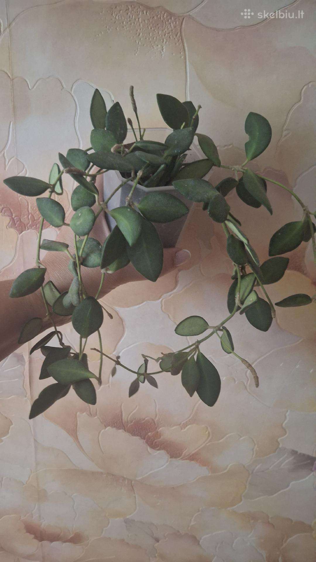 Hoya Burtoniae