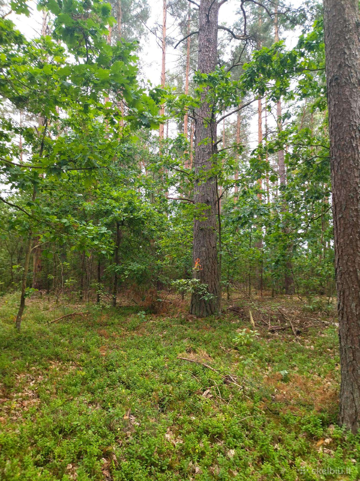 8,6300 ha miško sklypas Šeškučių k., Vilniaus r.