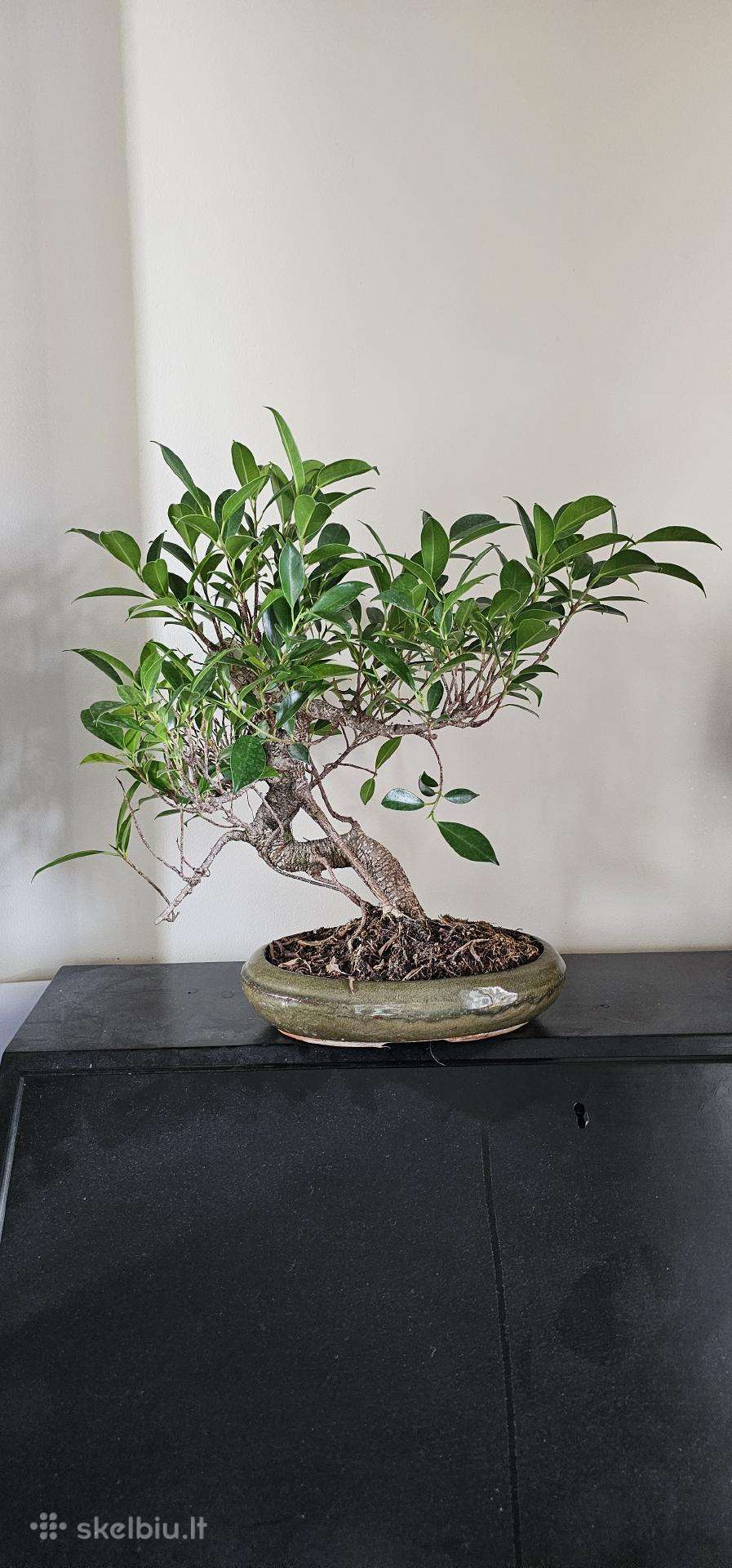Ficus Retusa Bonsai