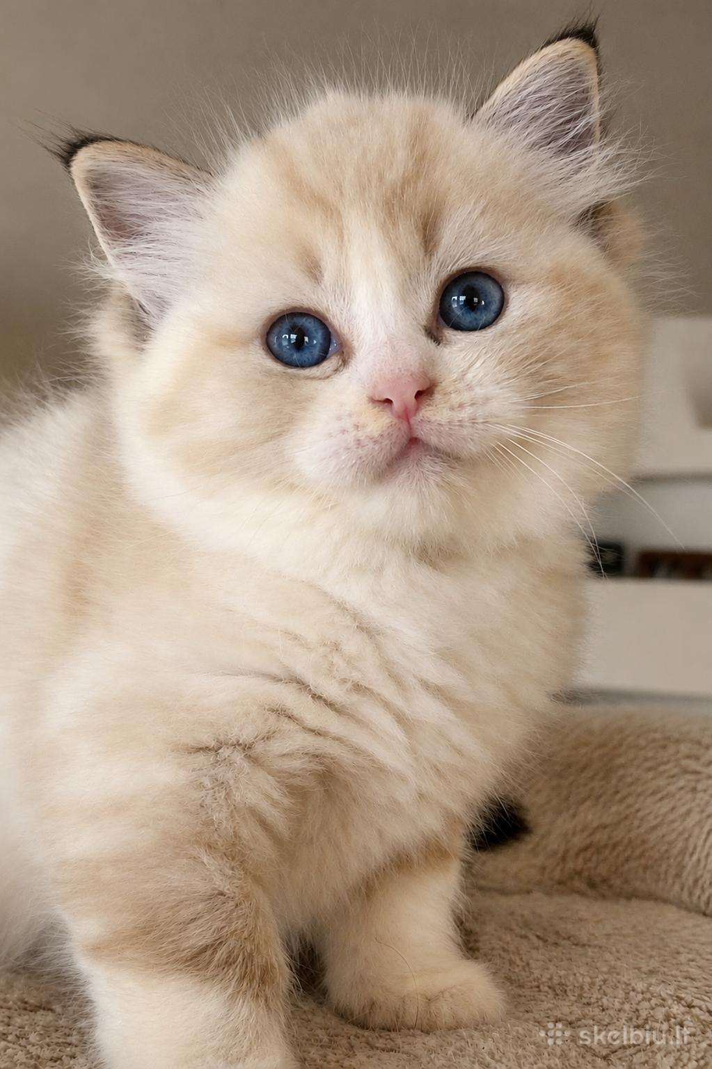 Ragdoll katytė ir katinėlis