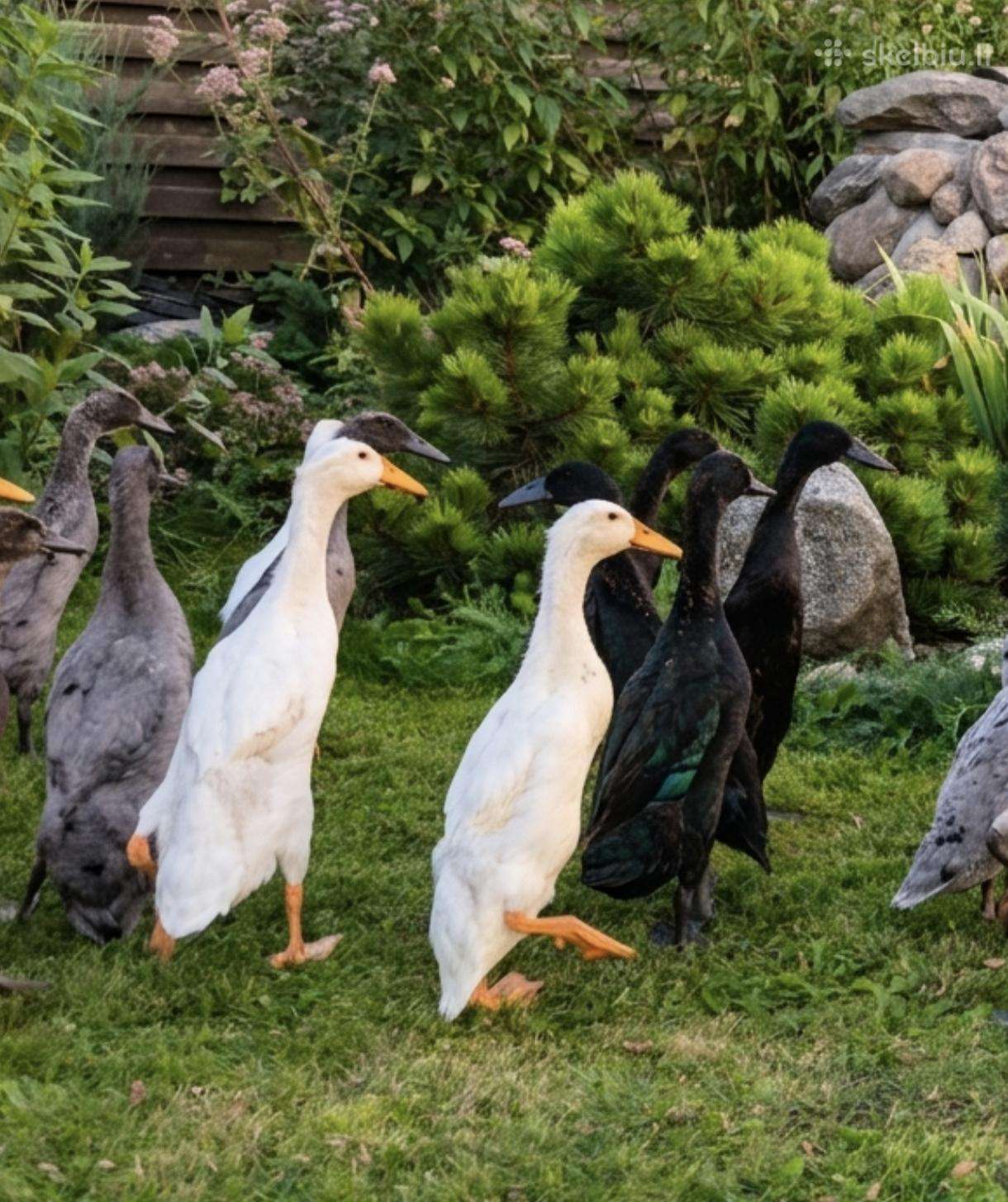 Parduodamos grynaveislės Indijos bėgikės, bėgikai