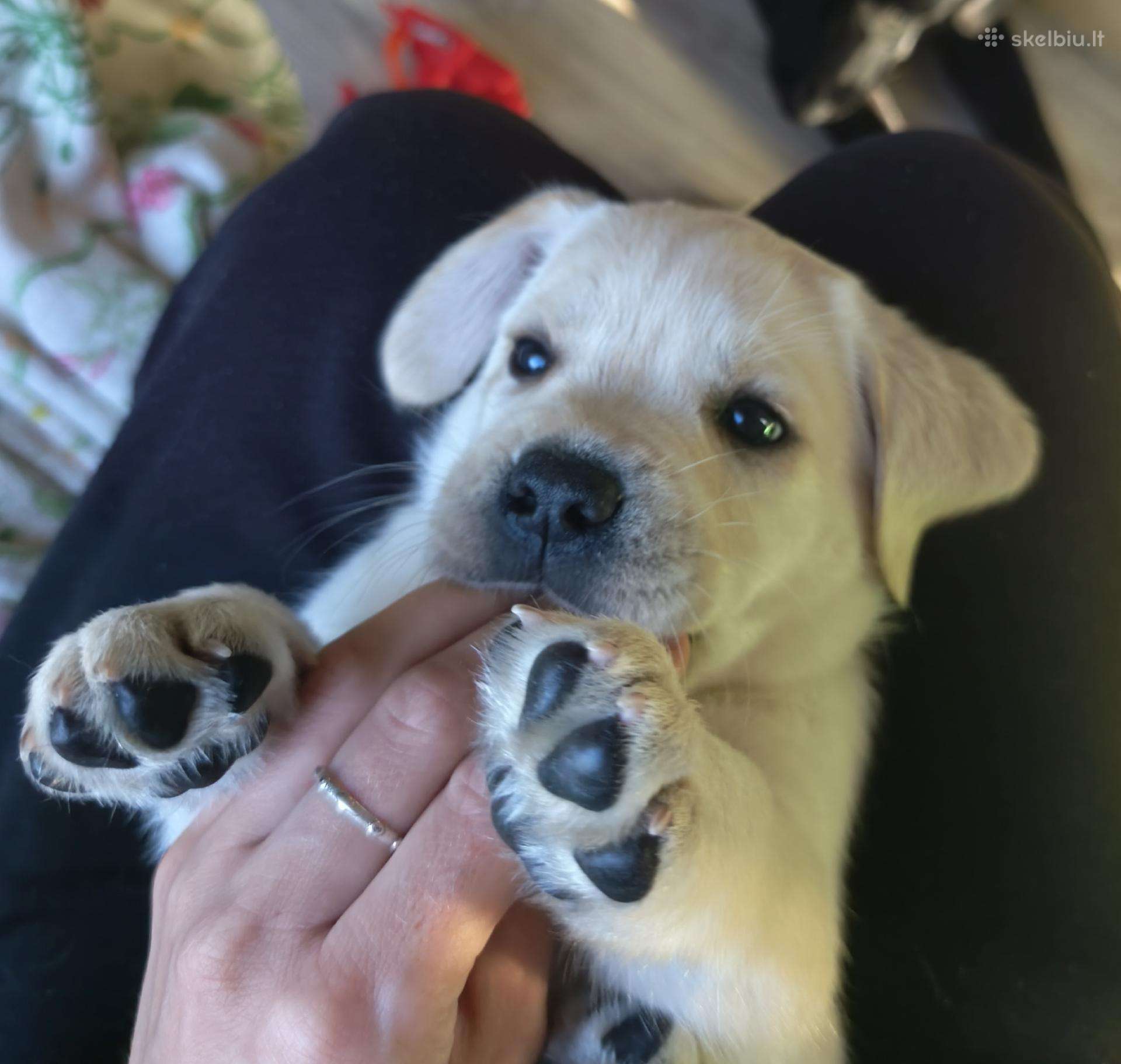 Kilmingi Labradoro retriverių šuniukai