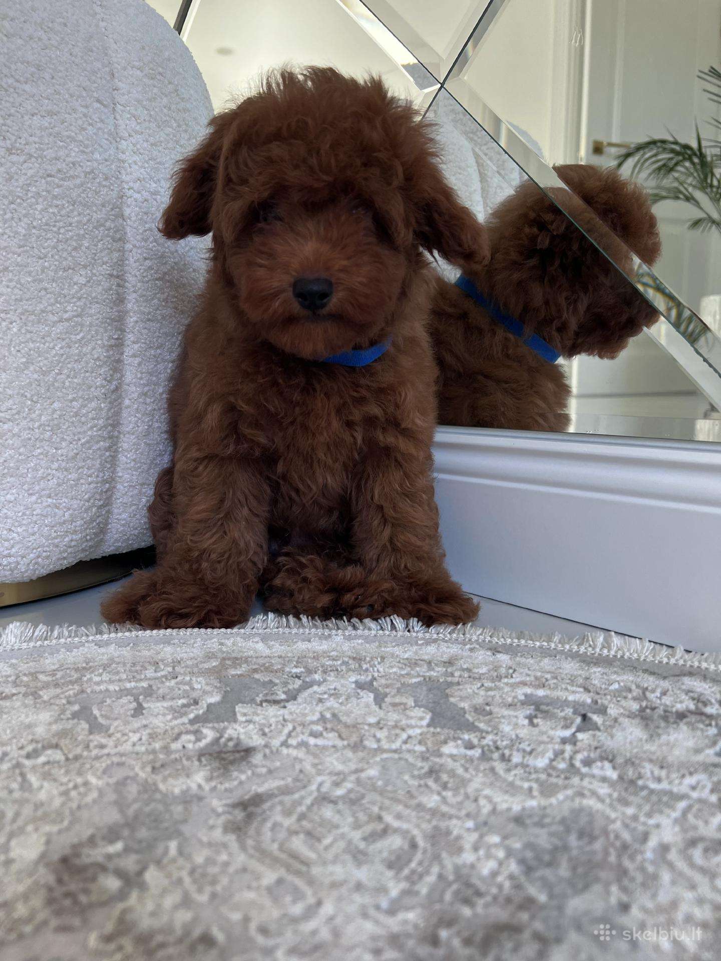 Cavapoo f1b