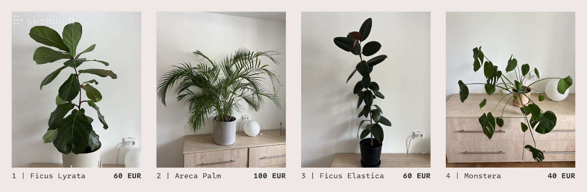 Kambarinės gėlės Palmė, Ficus, Monstera