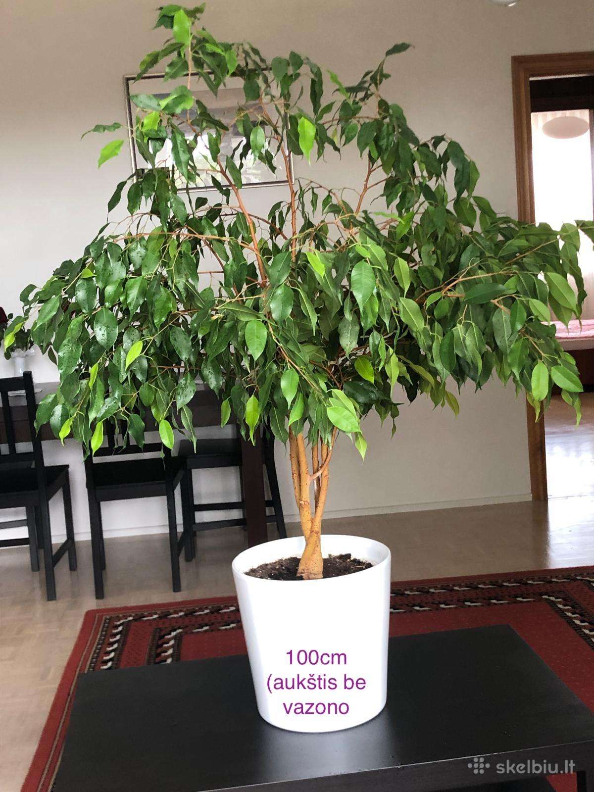 Naminiai augalai (fikusai) pardavimui