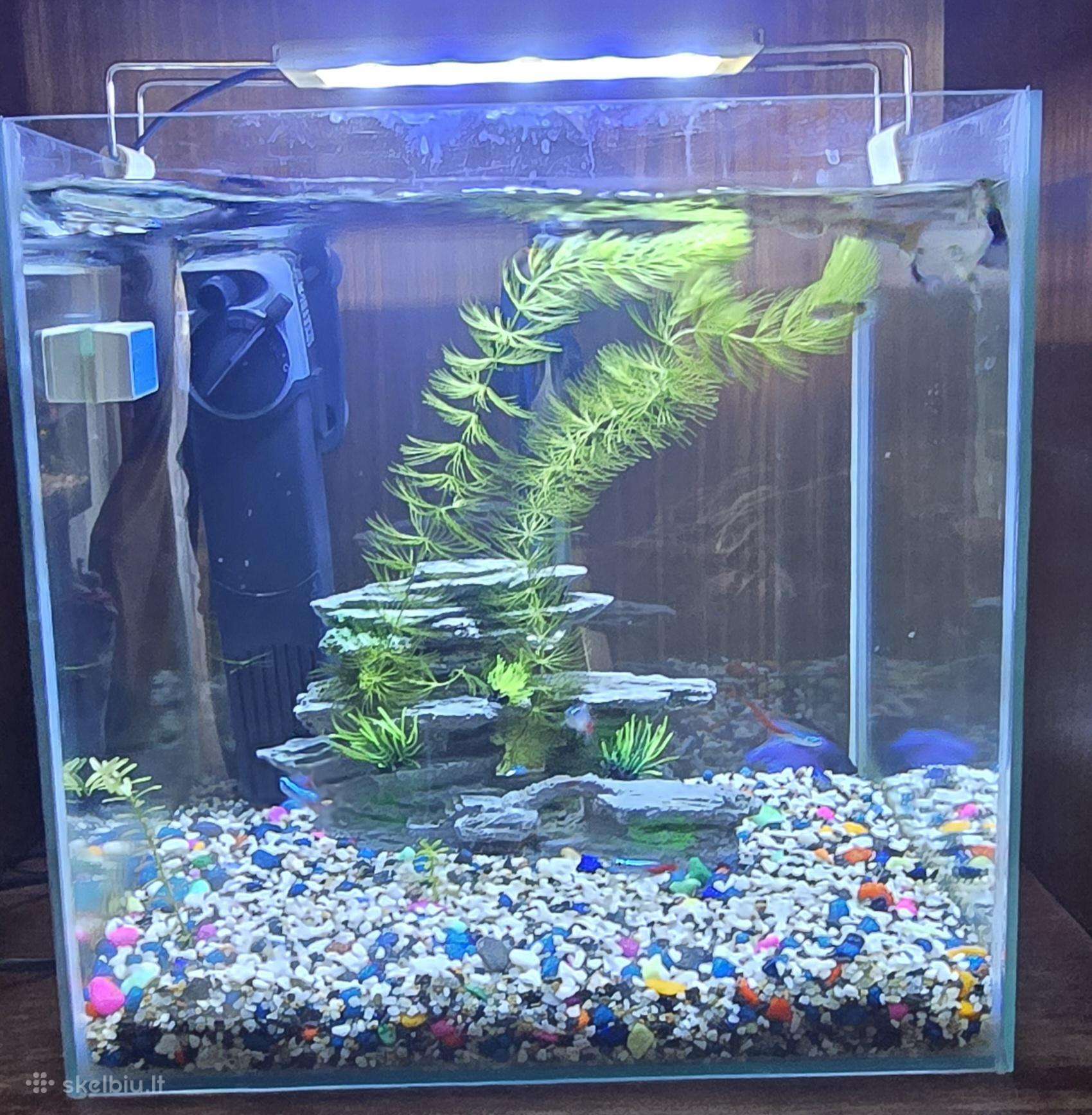 Akvariumas