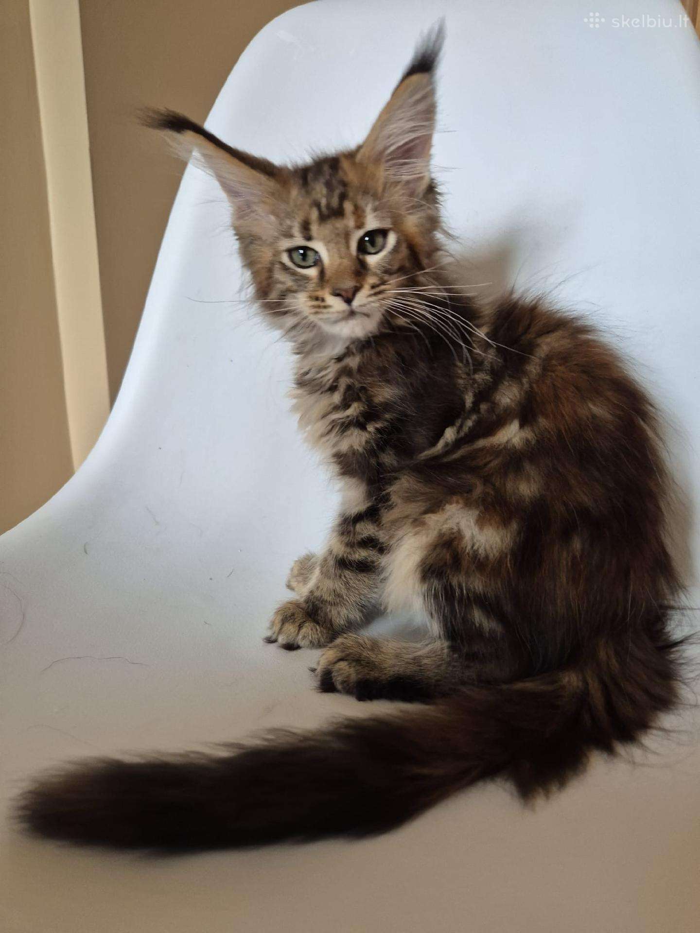 Mainecoon female f22