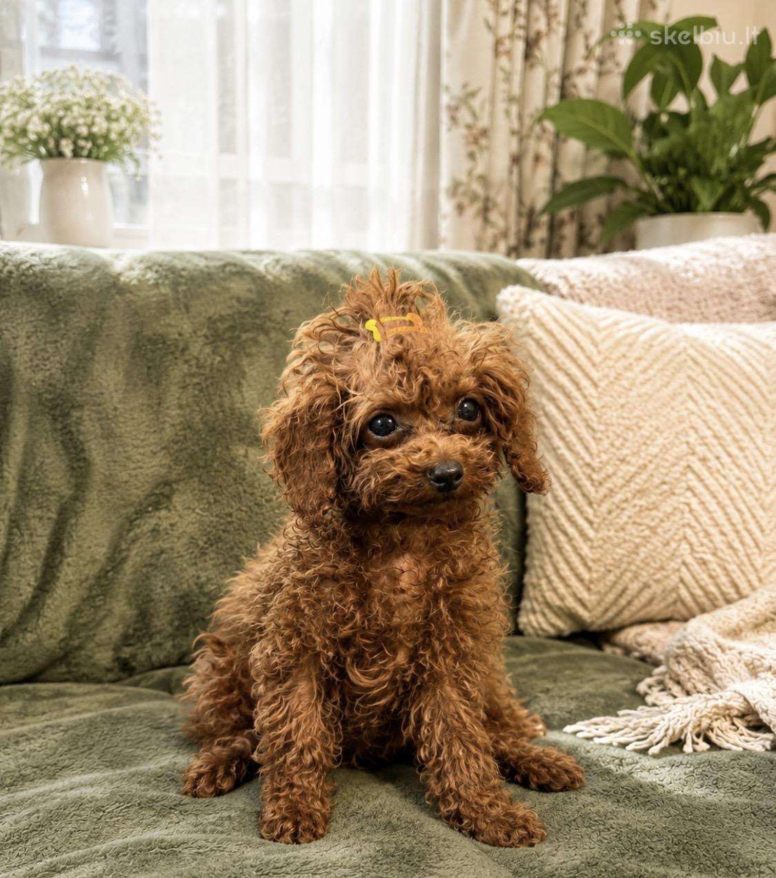 Mini teacup pudeliukai 4mėn. su kilmės dokumentais
