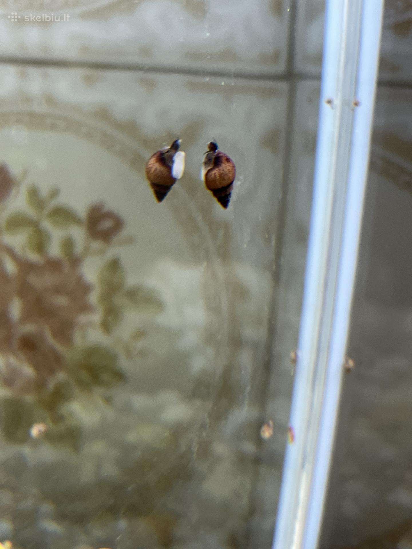 Parduodamos akvariumo sraigės