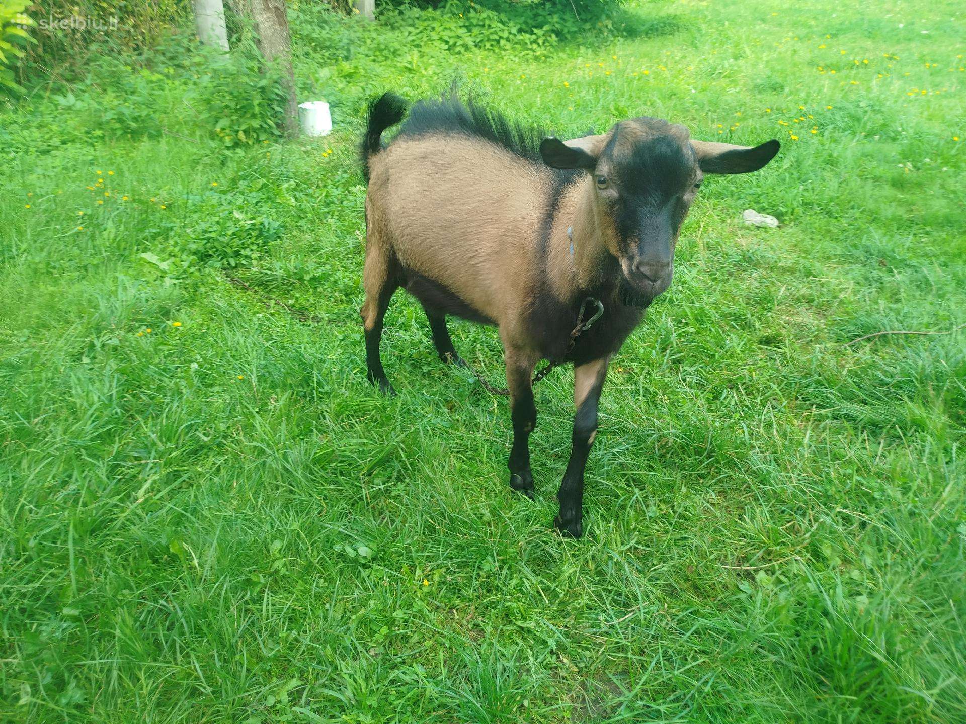 Alpinis 7 mėn ožys veislei