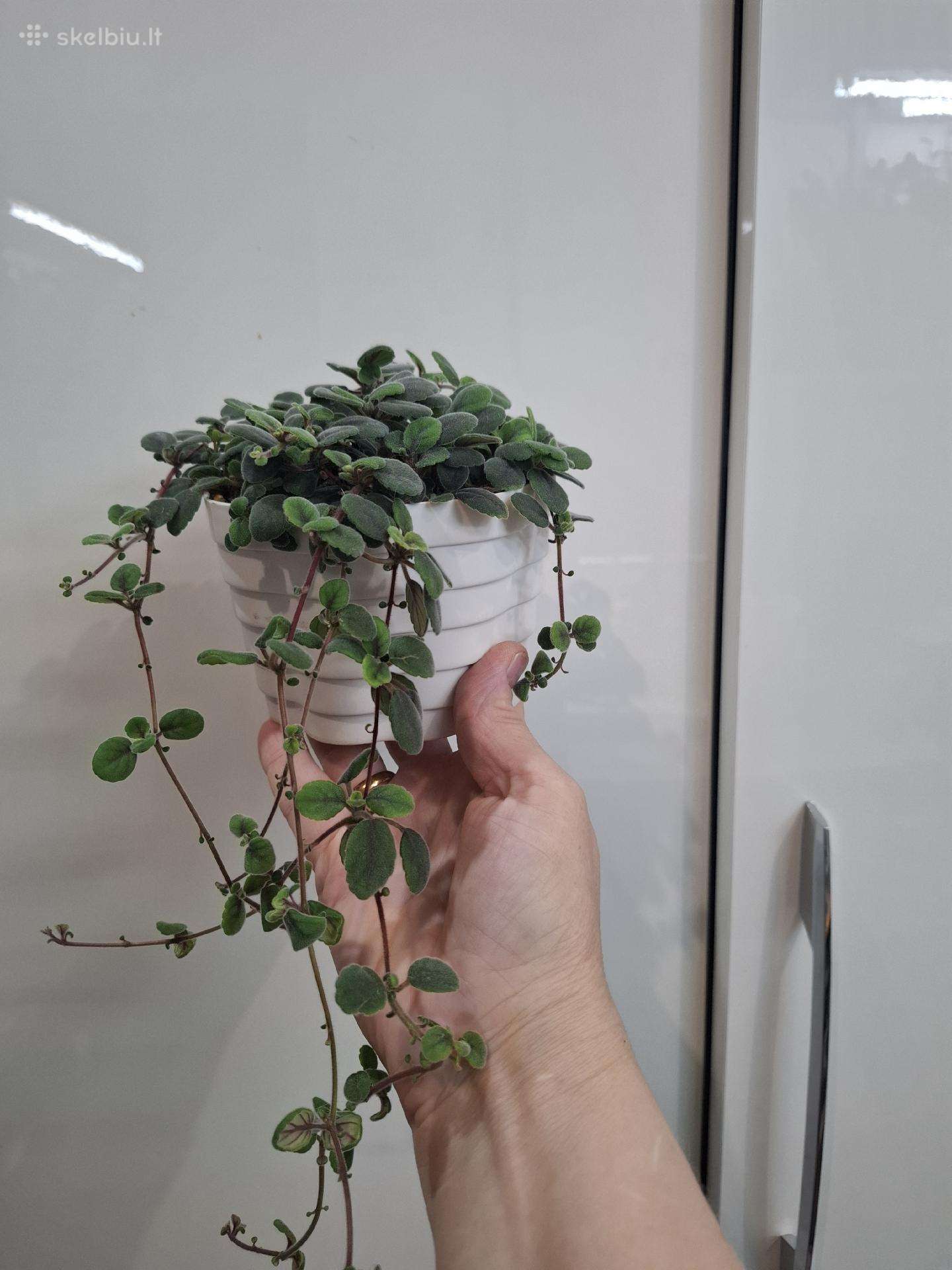 Episcia Alsobia