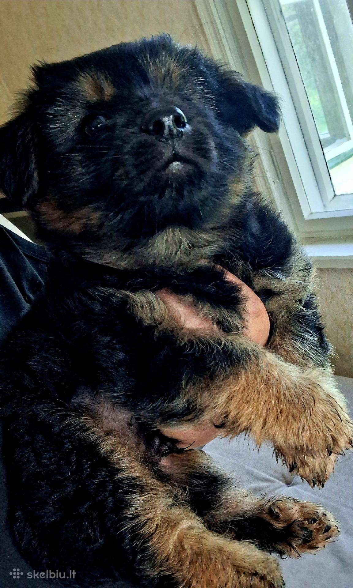 2.5mėn.jorkšyras+pekinas