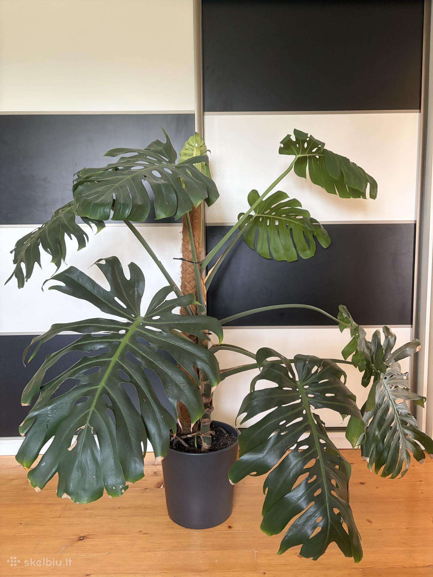 Didžialapės monstera