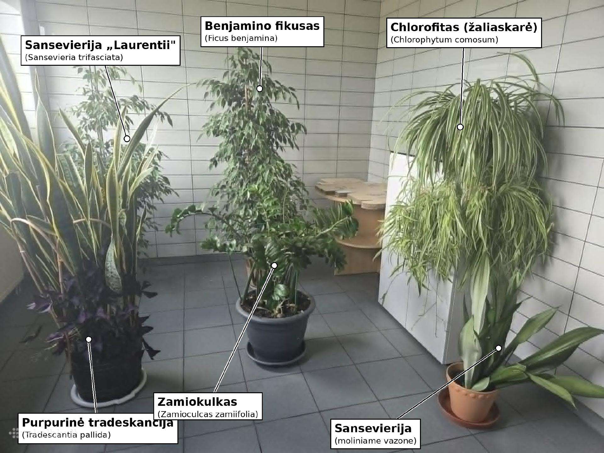 Kambarinių augalų kolekcija