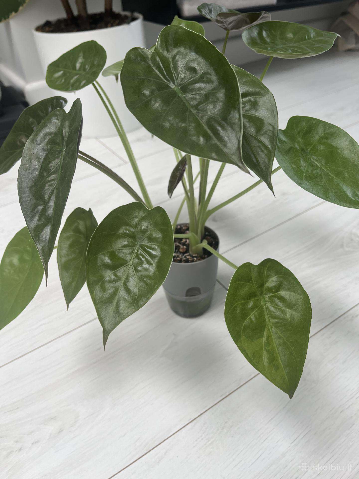 Alocasia Venty