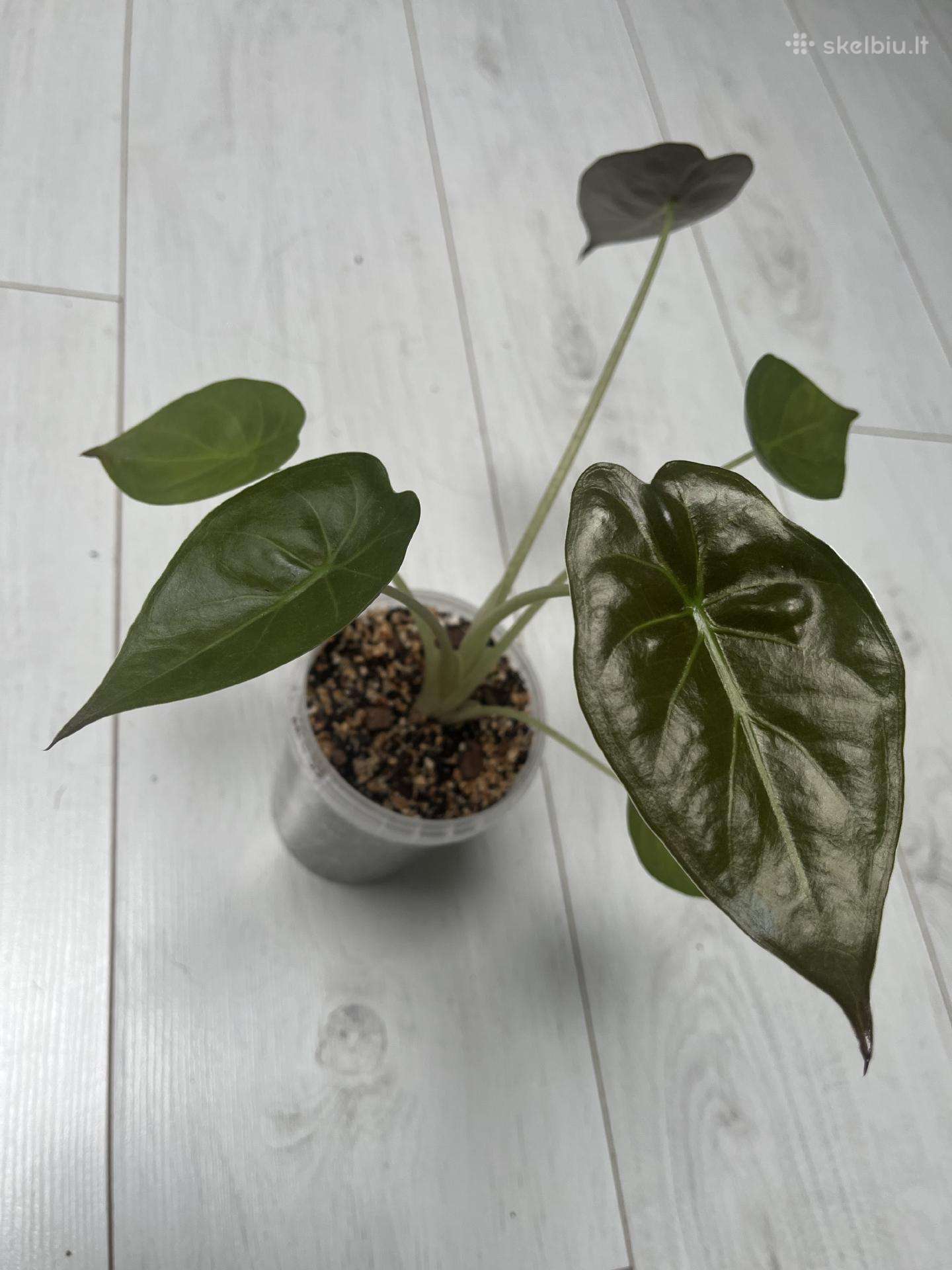 Alocasia venty