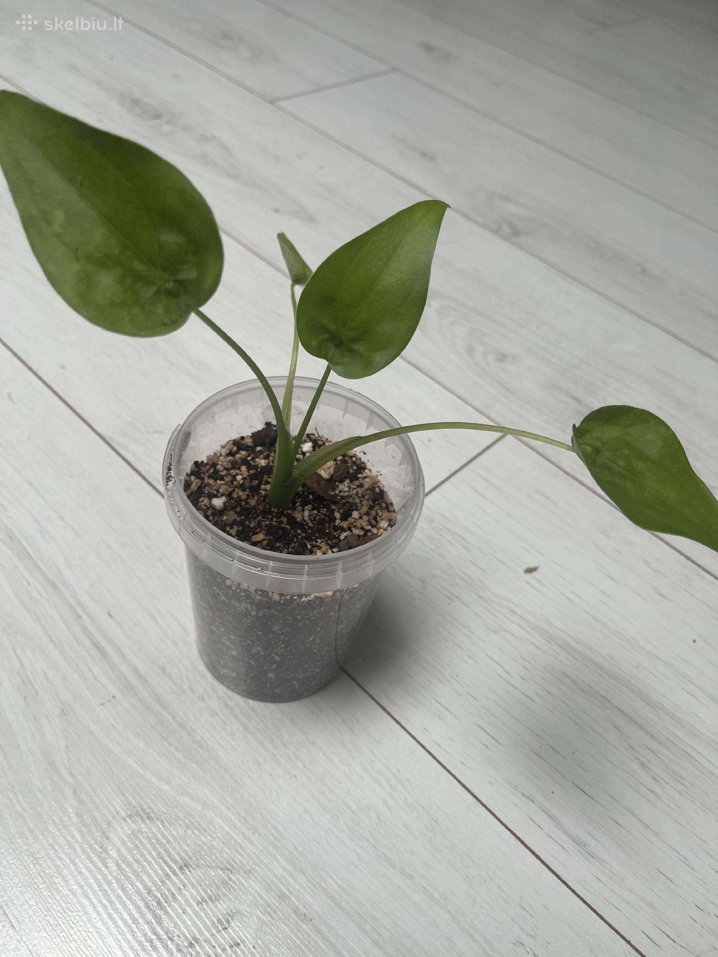Alocasia cucullata