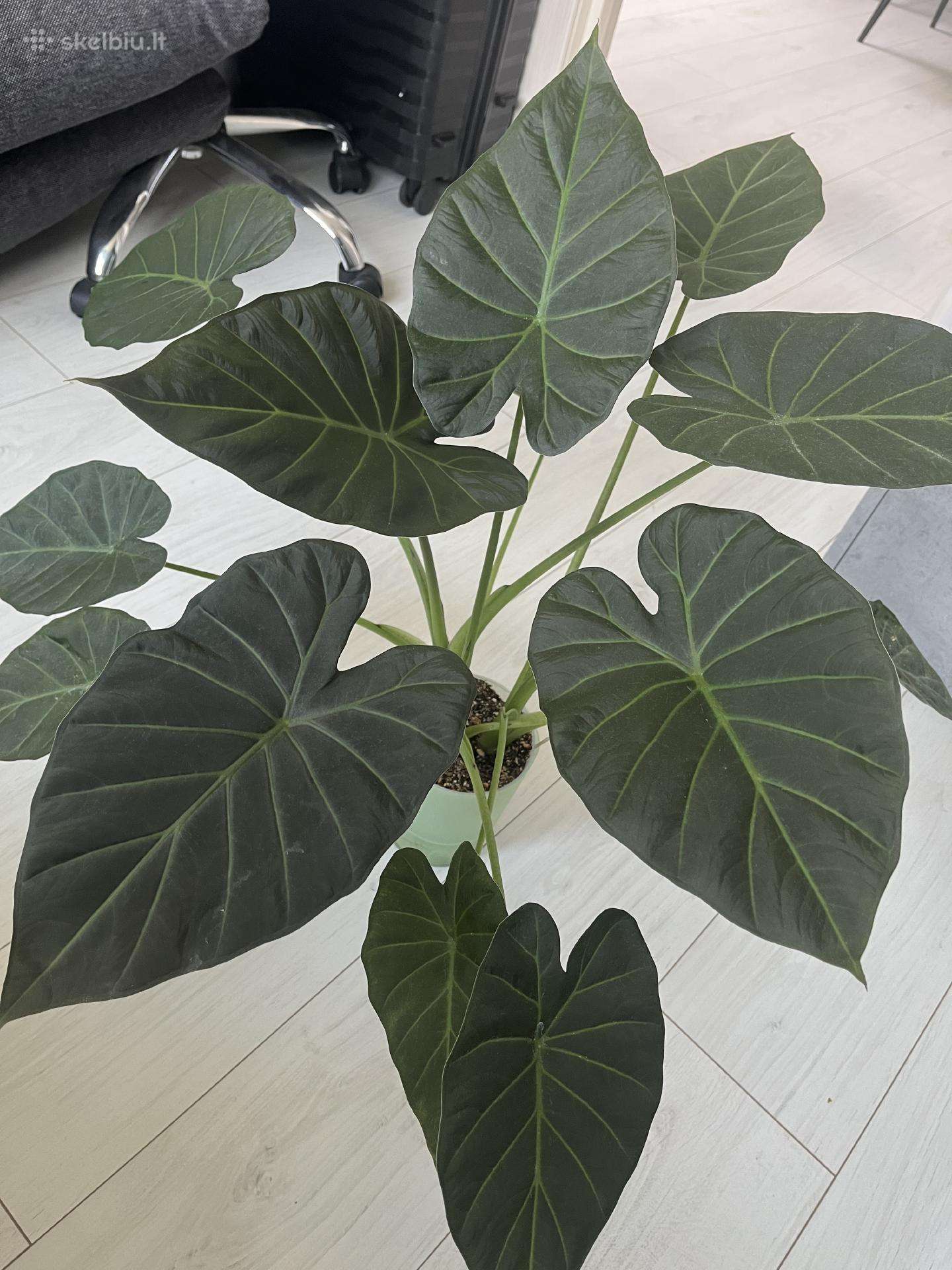 Alocasia Regal Shields