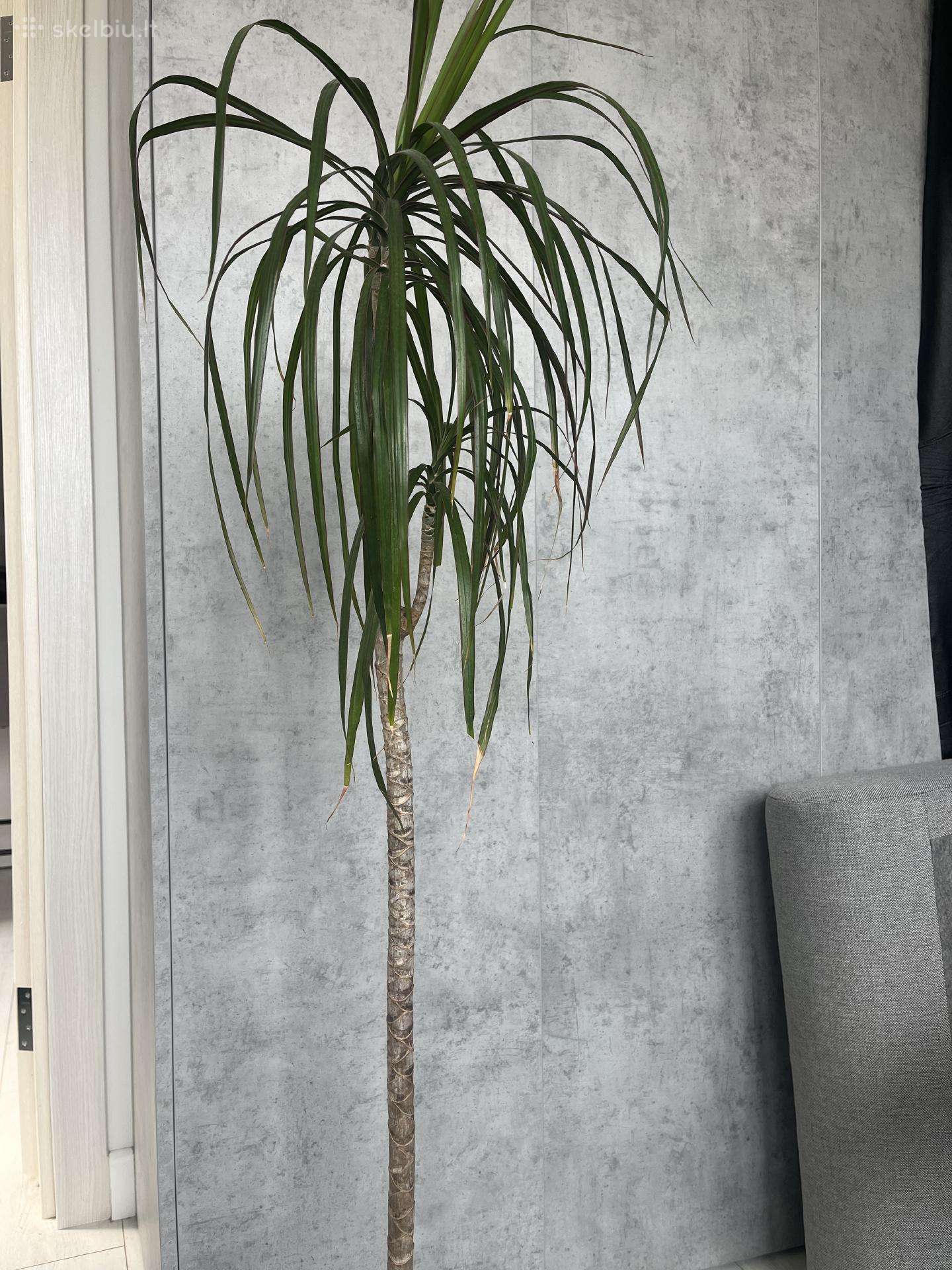 Dracaena marginata