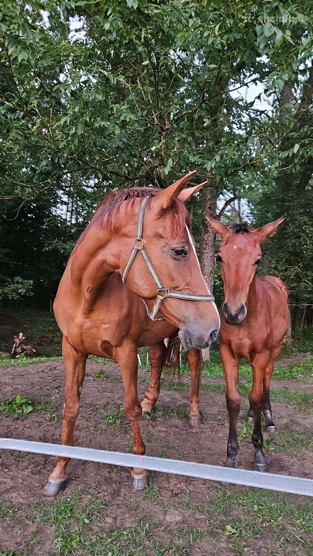Trakėnė kumelė su kumeliu