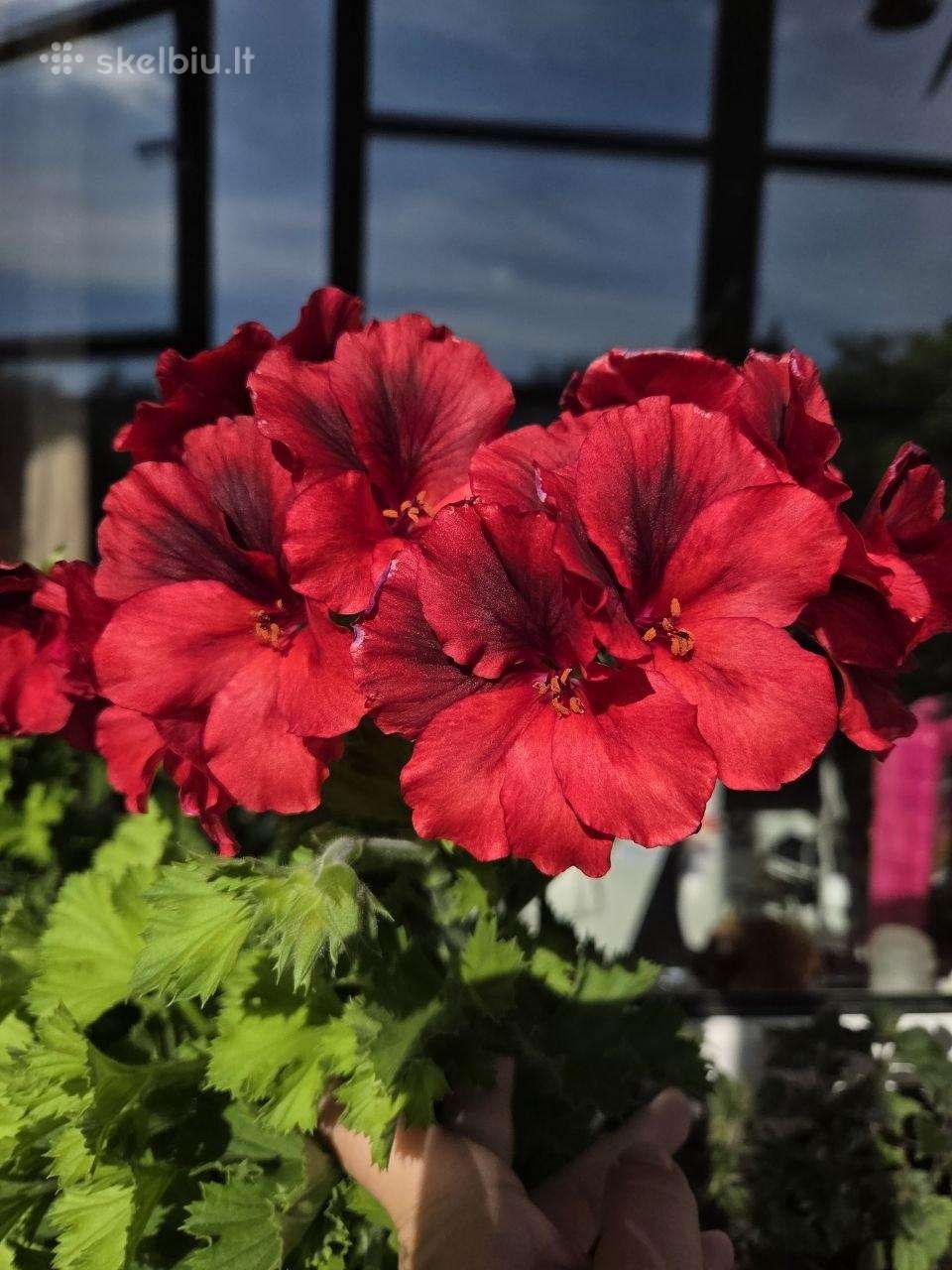 Karališkoji pelargonija.