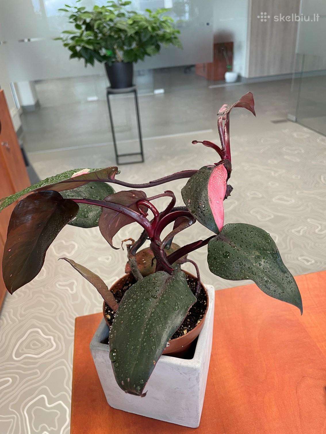 Philodendron Pink Princess