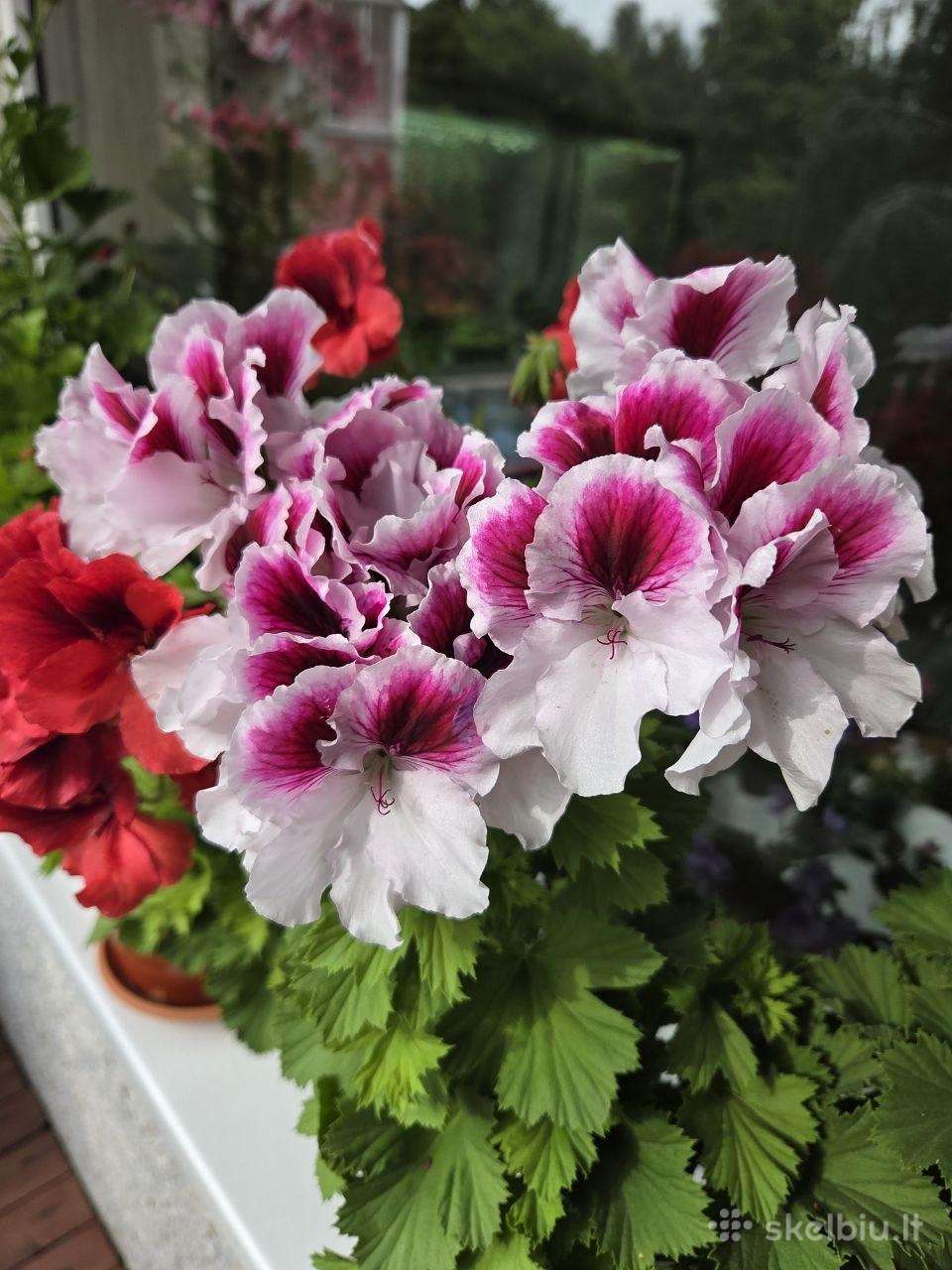Karališkoji pelargonija.