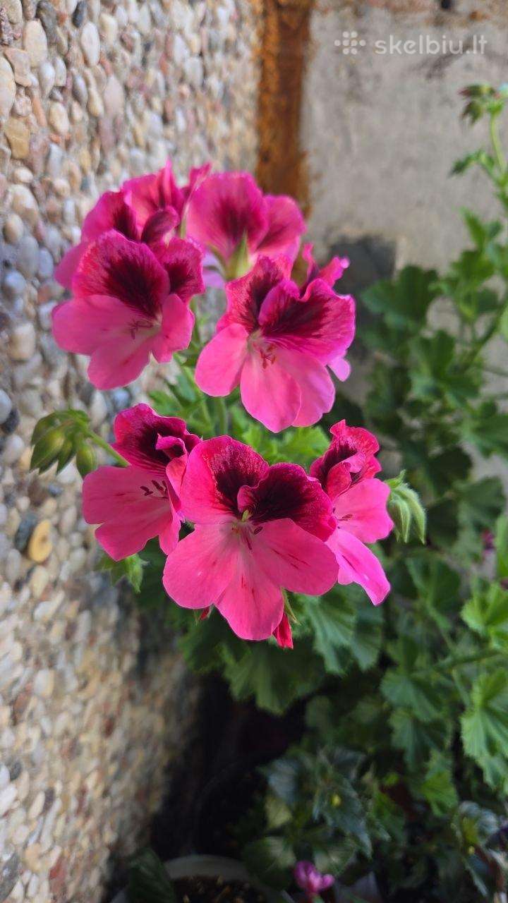 Karališkoji pelargonija.
