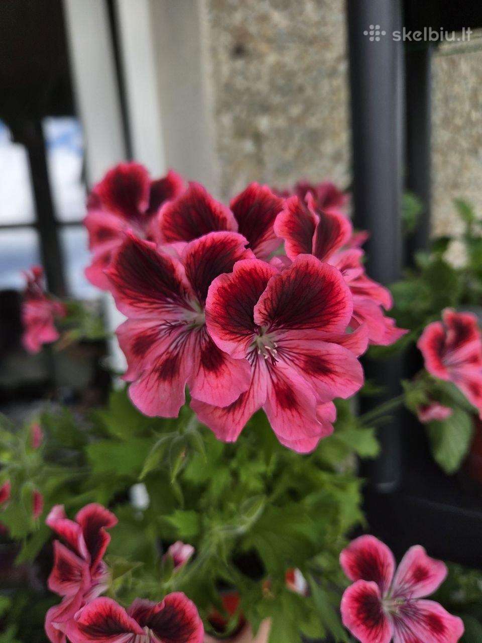 Karališkoji pelargonija.