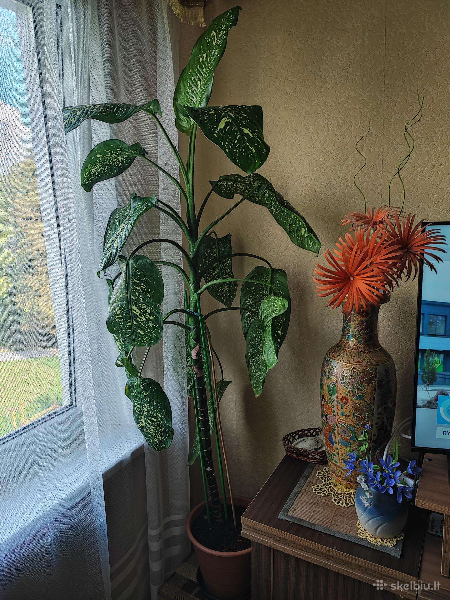 Aukšta difenbachija lapuota palmė 182 cm