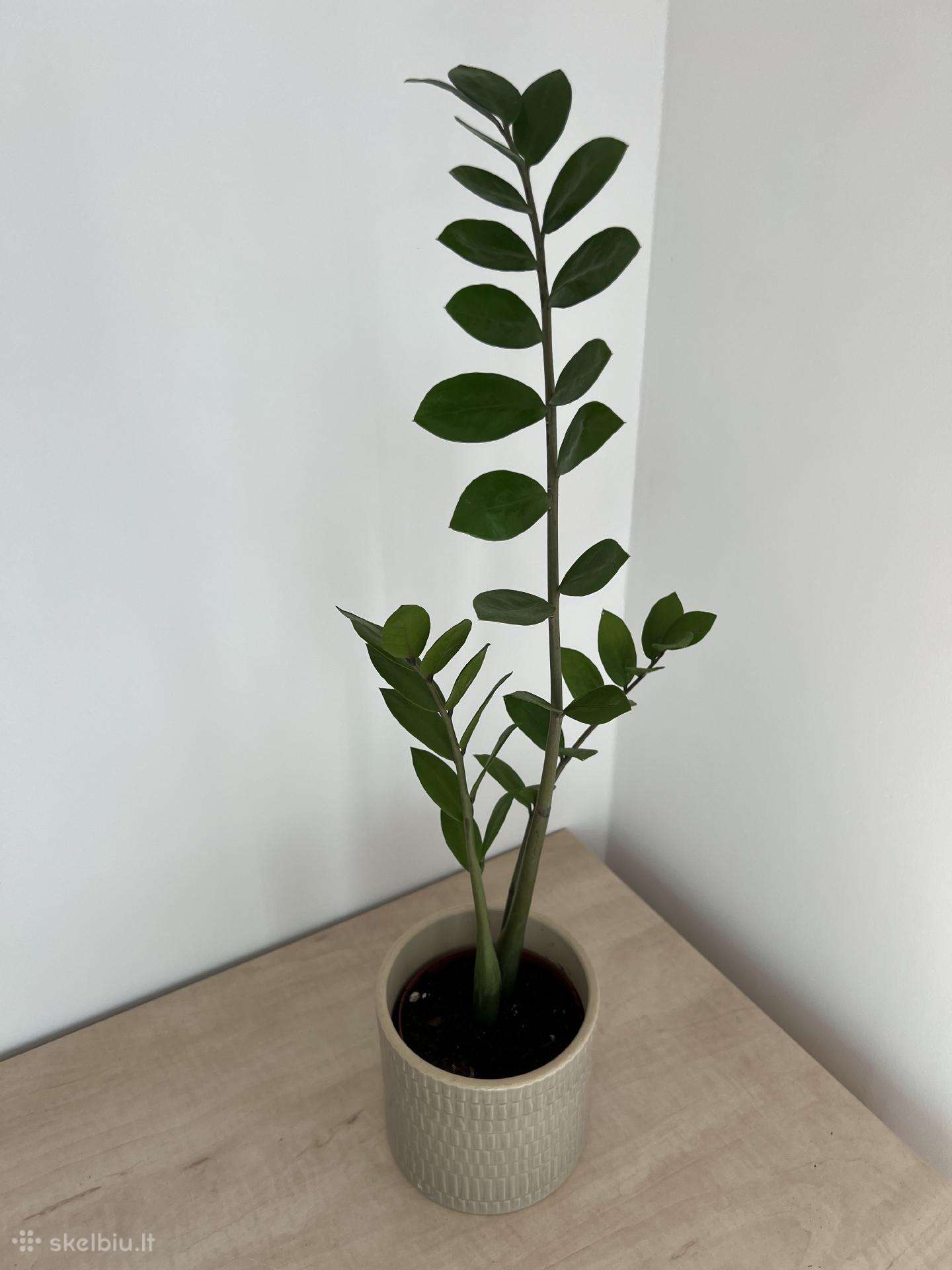 Zamioculcas kambarinė gėlė