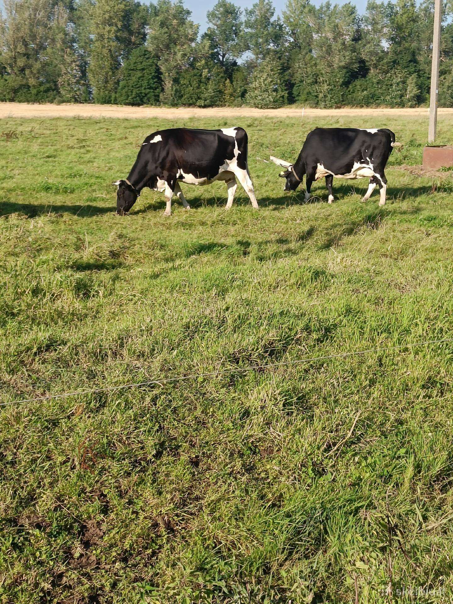 Karvės 4 vnt