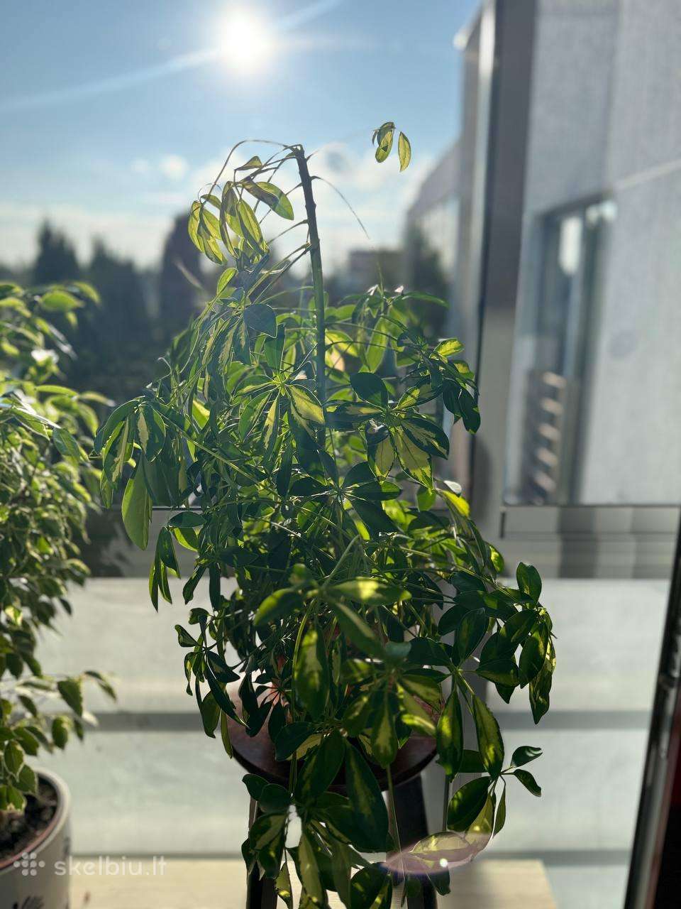 Šeflera (Schefflera)