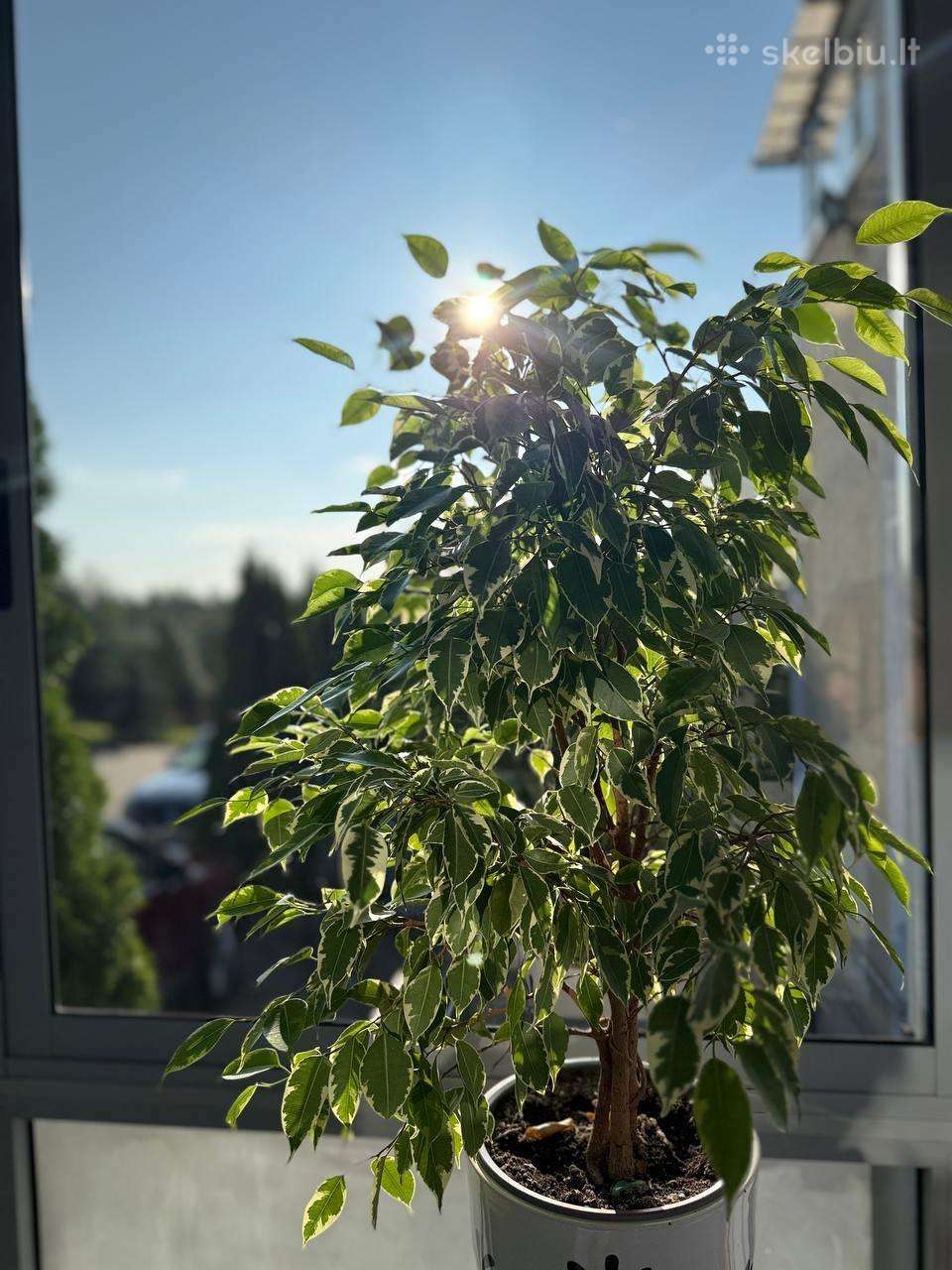 Fikusas
