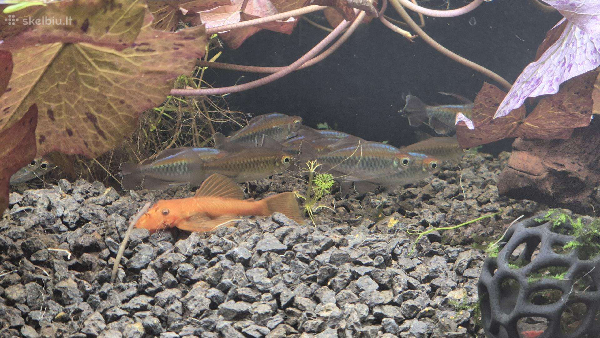 Kongo Tetros, Rodostomus, Ancistrus ir kt.