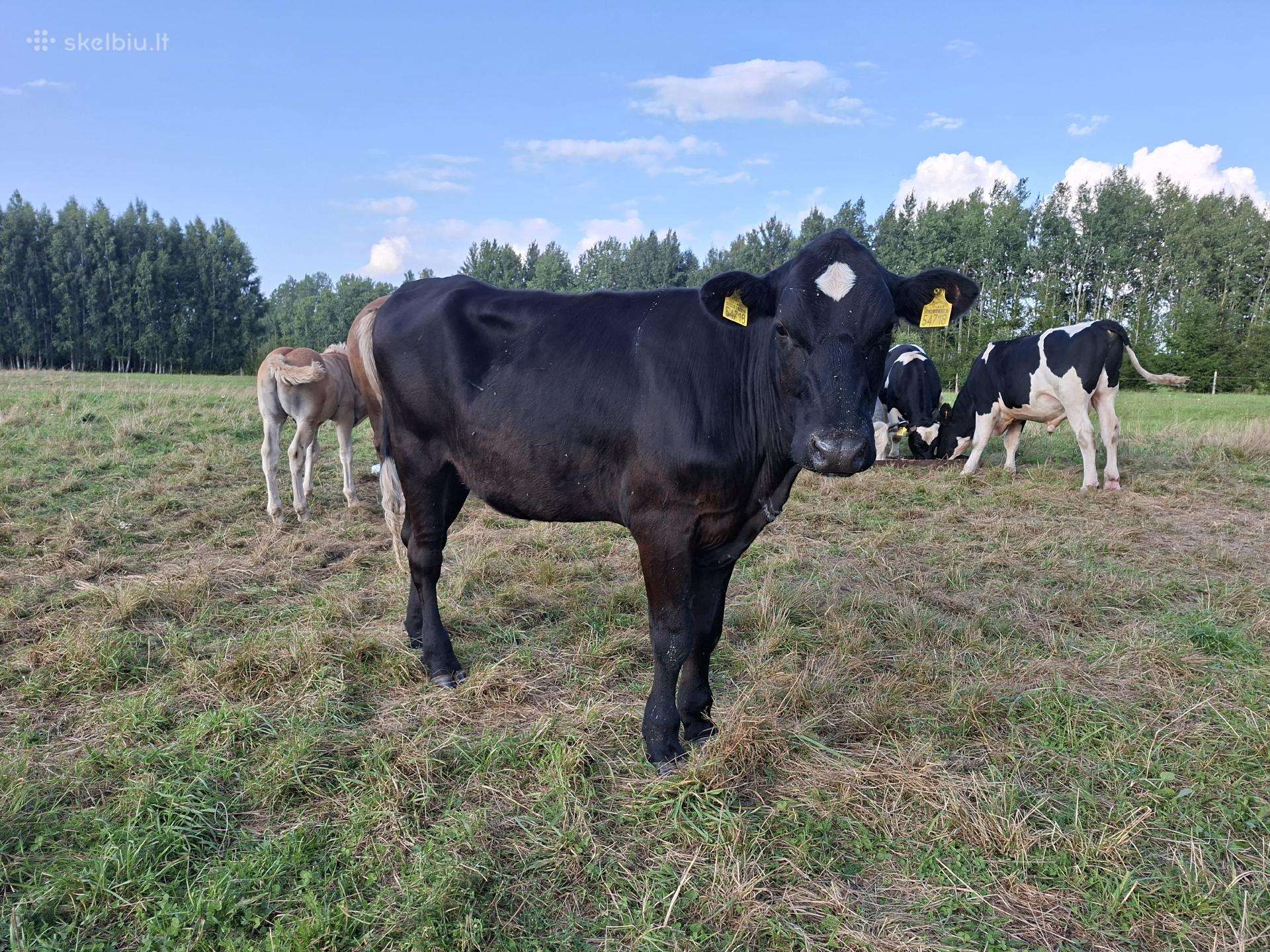 Telyčaitė
