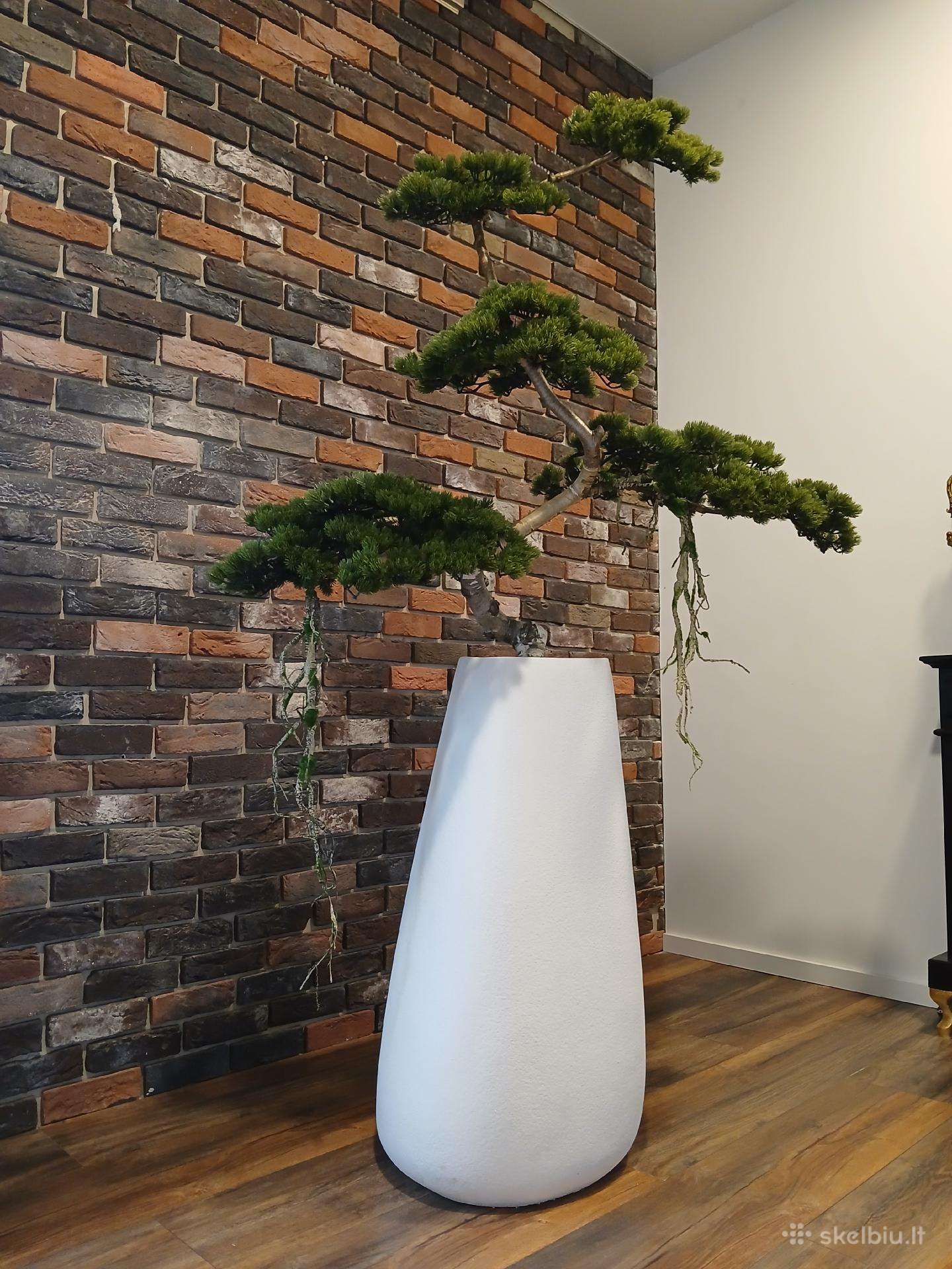 Bonsai medis