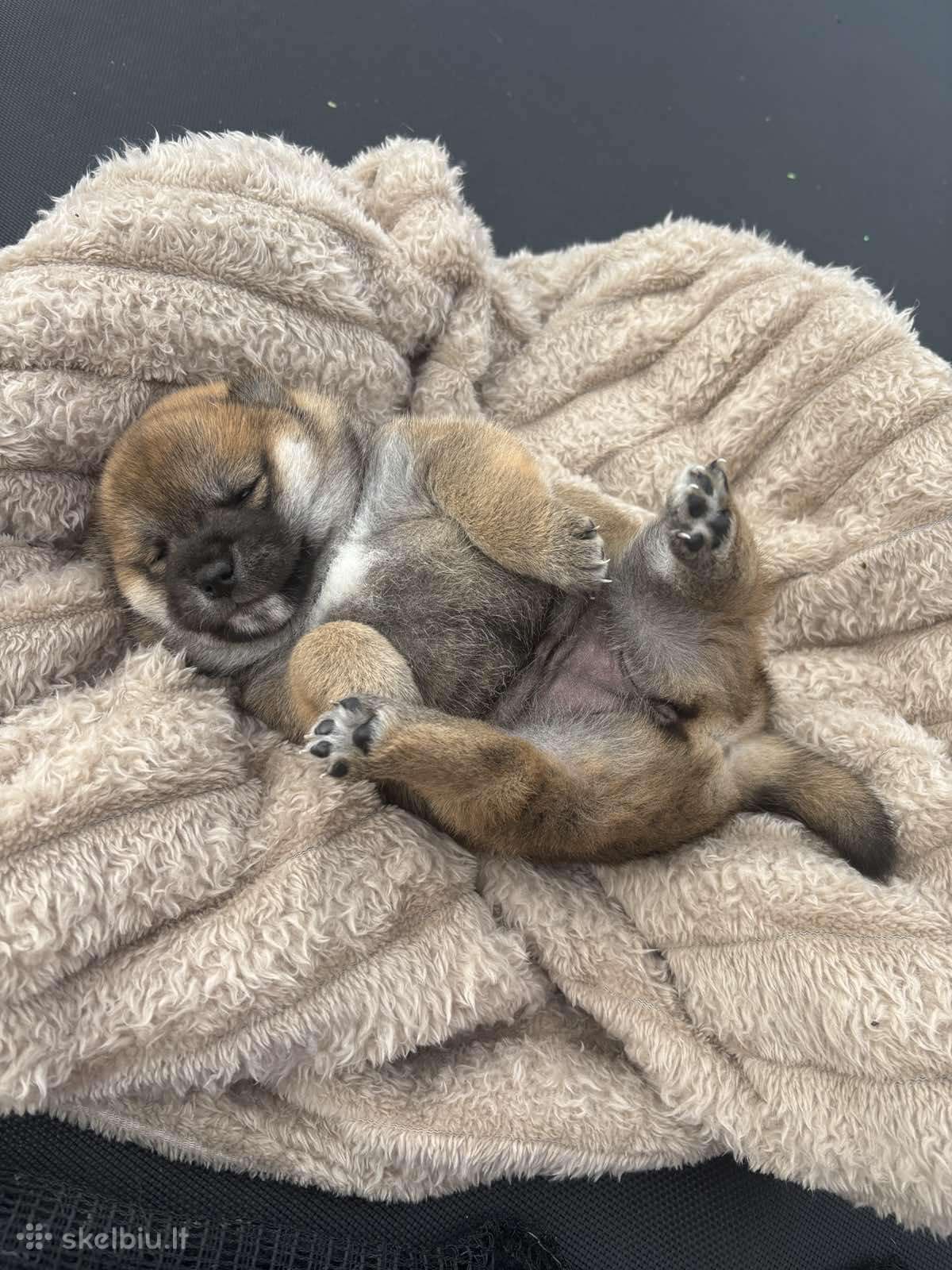 Parduodu Shiba Inu