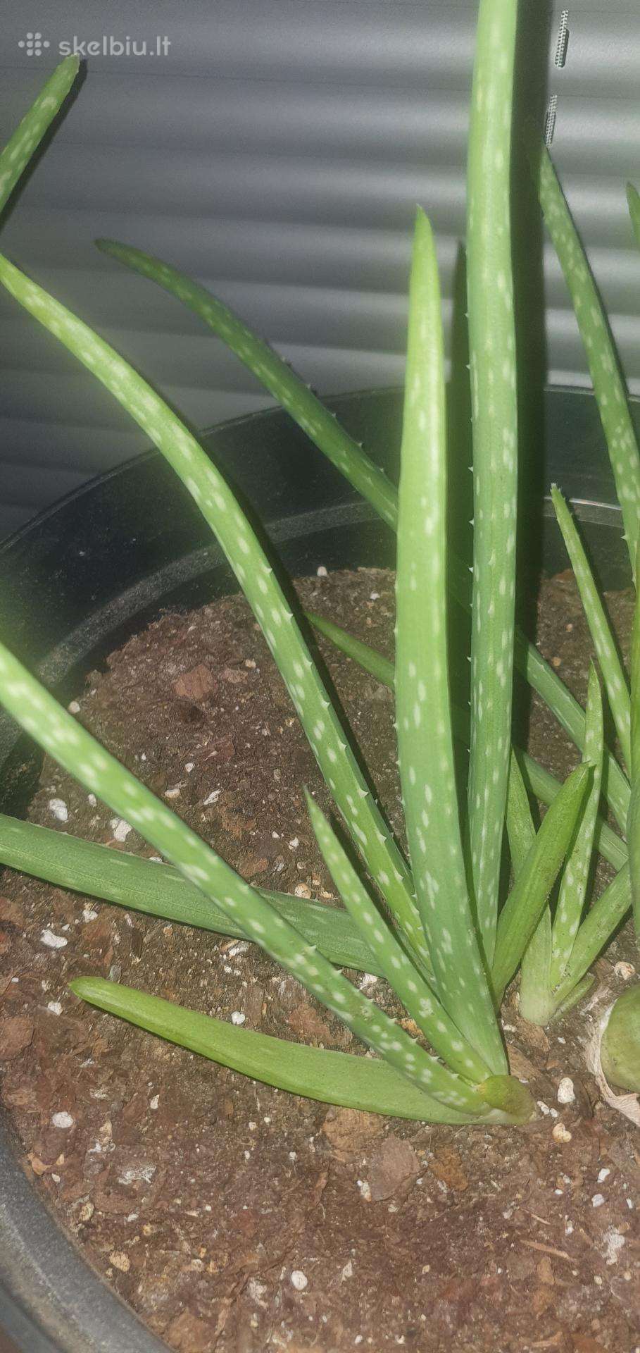Aloe Vera